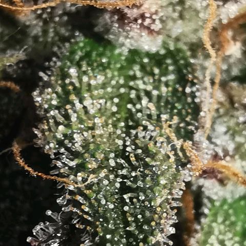 Chem growlog timeline photo