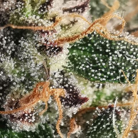 Chem growlog timeline photo