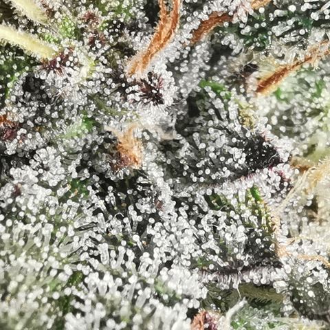 Chem growlog timeline photo