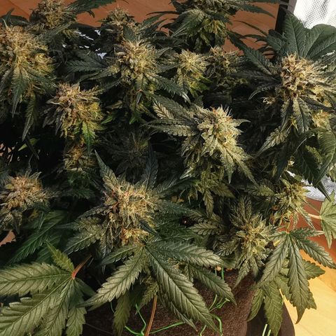 Chem growlog timeline photo