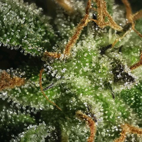 Chem growlog timeline photo