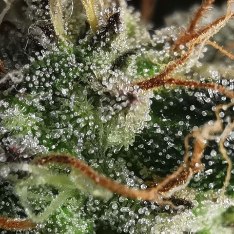 Chem growlog timeline photo