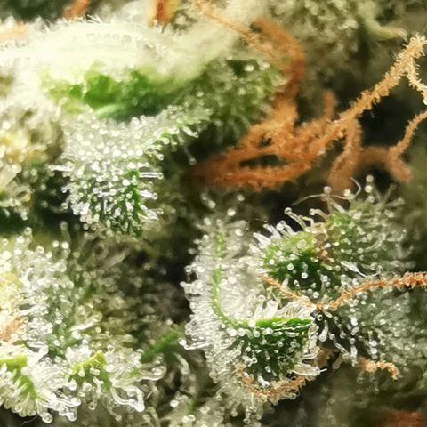 GO growlog timeline photo