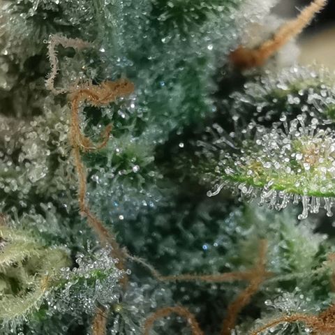 GO growlog timeline photo
