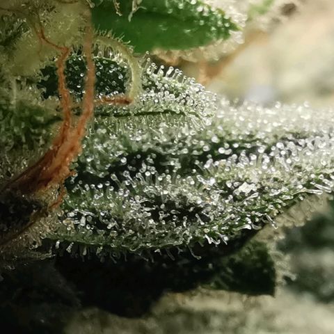 GO growlog timeline photo