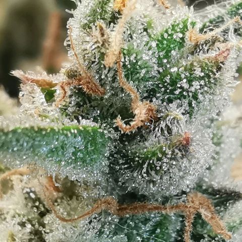 GO growlog timeline photo