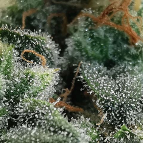 GO growlog timeline photo