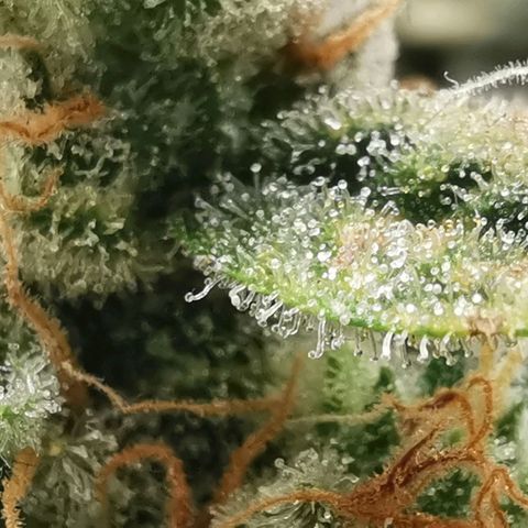 GO growlog timeline photo