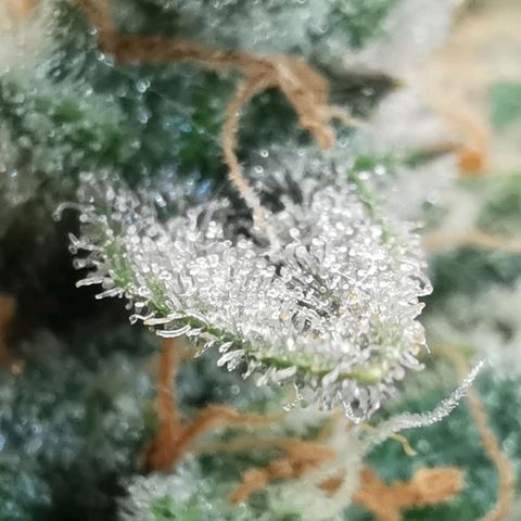 GO growlog timeline photo