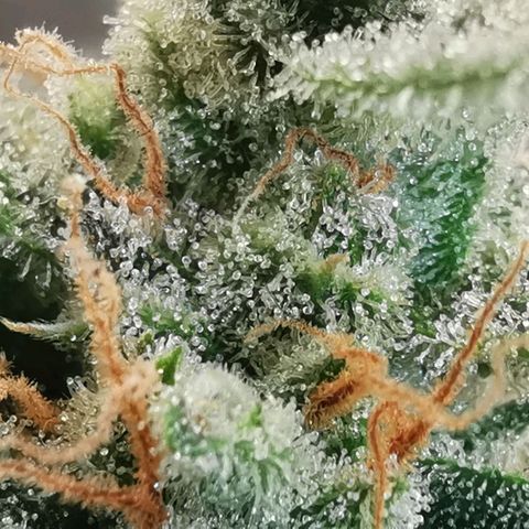 GO growlog timeline photo