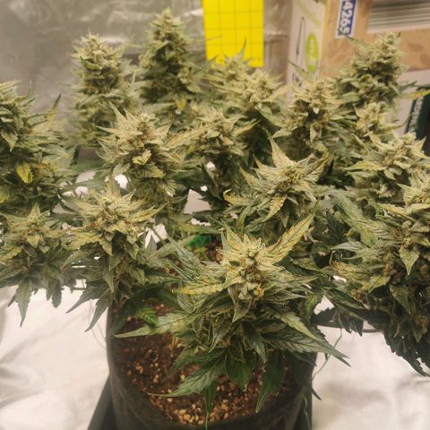 GO growlog timeline photo