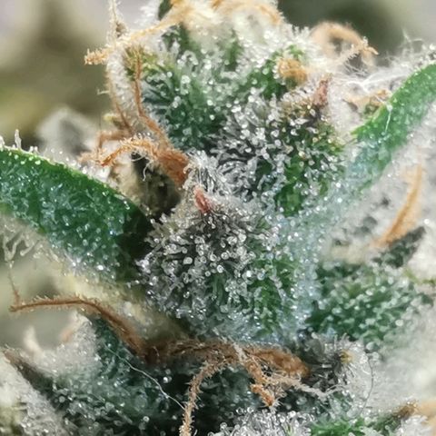 GO growlog timeline photo
