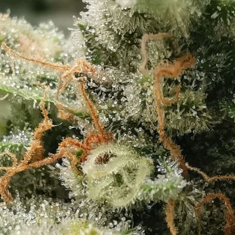 GO growlog timeline photo