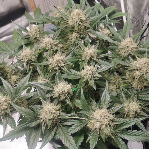 Sky growlog timeline photo