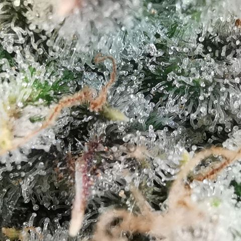 Sky growlog timeline photo