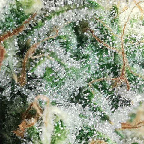 Sky growlog timeline photo
