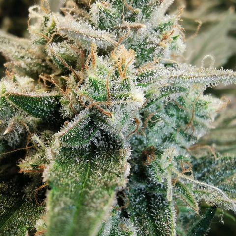 Sky growlog timeline photo