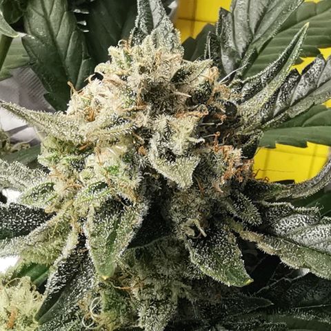 Sky growlog timeline photo