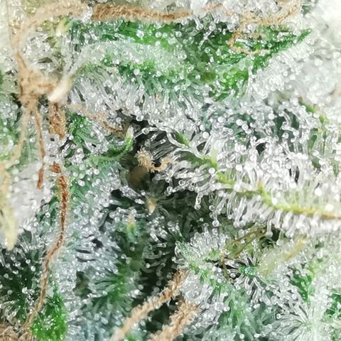 Sky growlog timeline photo