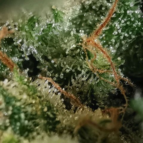 Sky growlog timeline photo