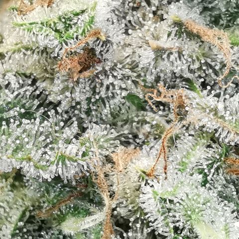 Sky growlog timeline photo