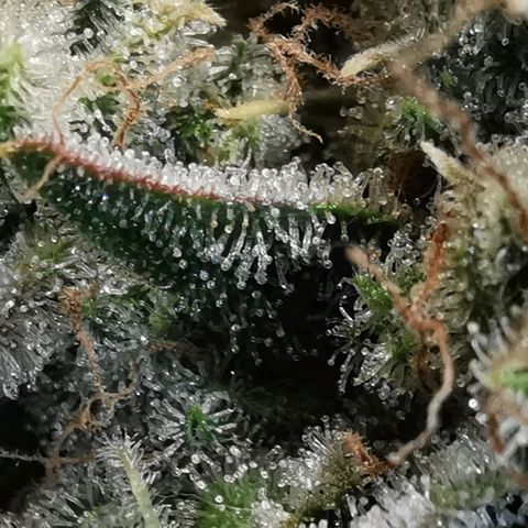 Sky growlog timeline photo
