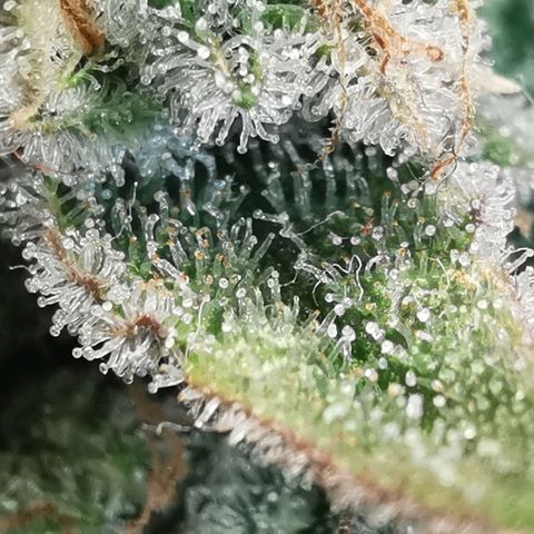 Sky growlog timeline photo
