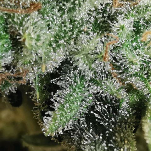 Sky growlog timeline photo