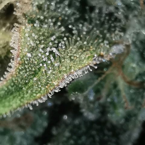 Sky growlog timeline photo