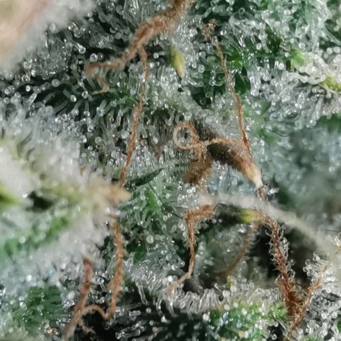 Sky growlog timeline photo