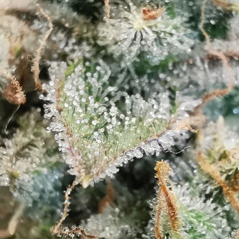 Sky growlog timeline photo