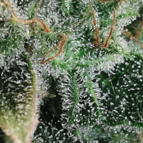 Sky growlog timeline photo