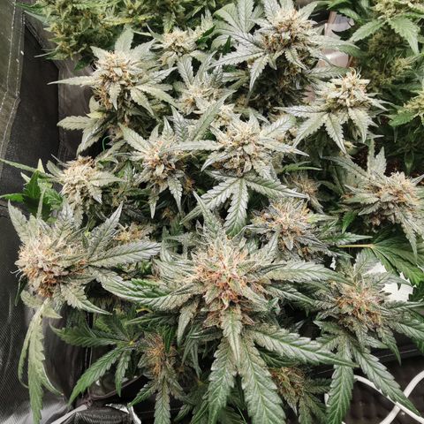 Chem growlog timeline photo