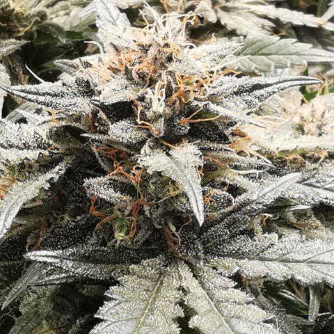 Chem growlog timeline photo