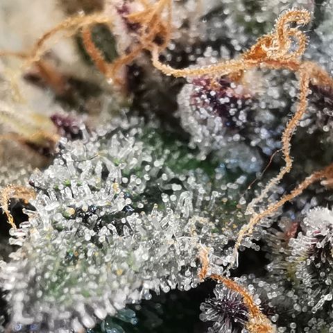 Chem growlog timeline photo