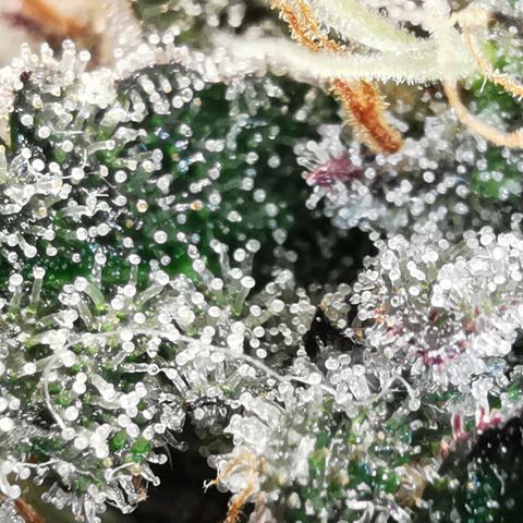 Chem growlog timeline photo