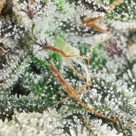 Chem growlog timeline photo
