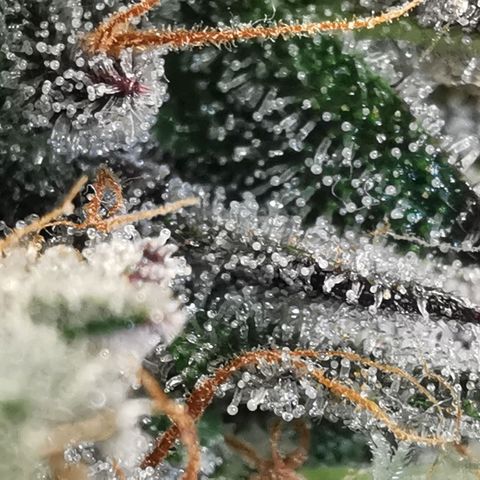 Chem growlog timeline photo