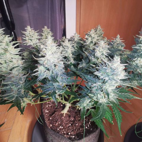 GO growlog timeline photo