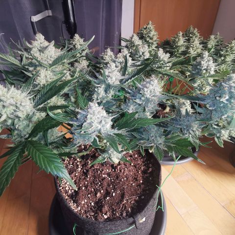 Sky growlog timeline photo
