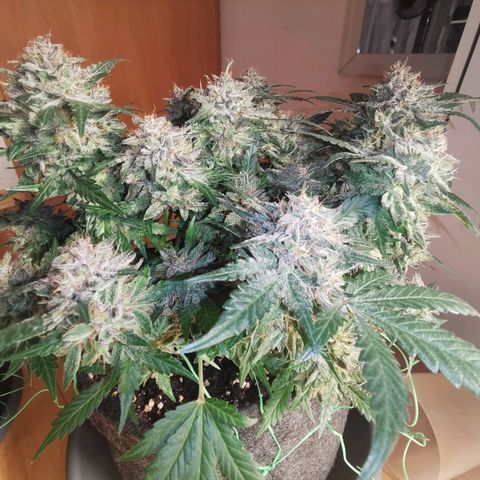 Chem growlog timeline photo