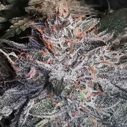 Chem growlog timeline photo