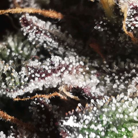 Chem growlog timeline photo