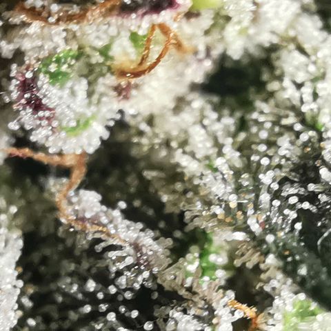 Chem growlog timeline photo