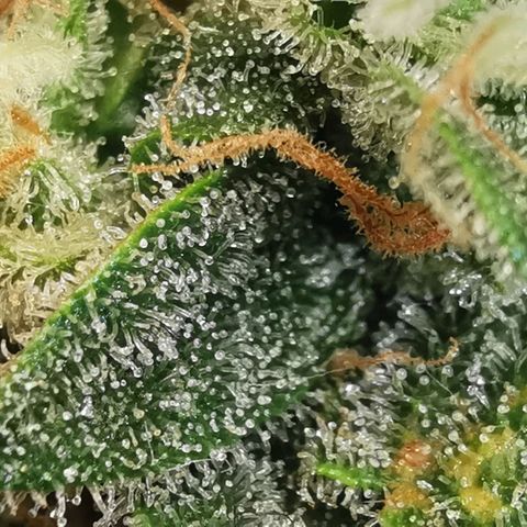GO growlog timeline photo