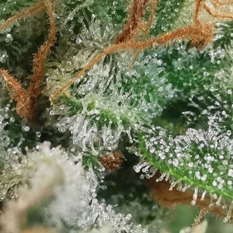GO growlog timeline photo