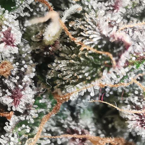 Chem growlog timeline photo