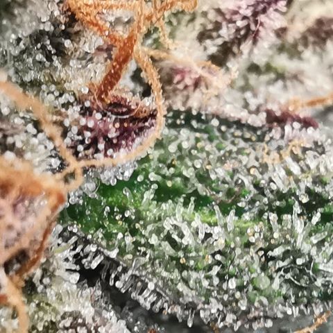 Chem growlog timeline photo