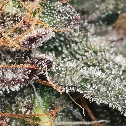 Chem growlog timeline photo