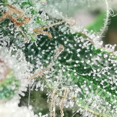 Sky growlog timeline photo